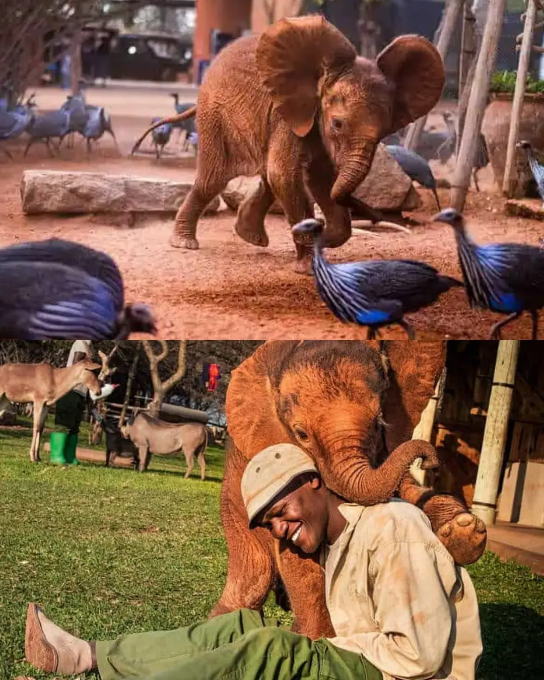 Toto: The Orphan Who Walked Back Into the Wild.