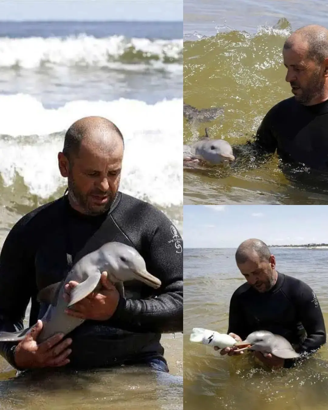 The Man and the Dolphin: A Story of Compassion That Touched the World