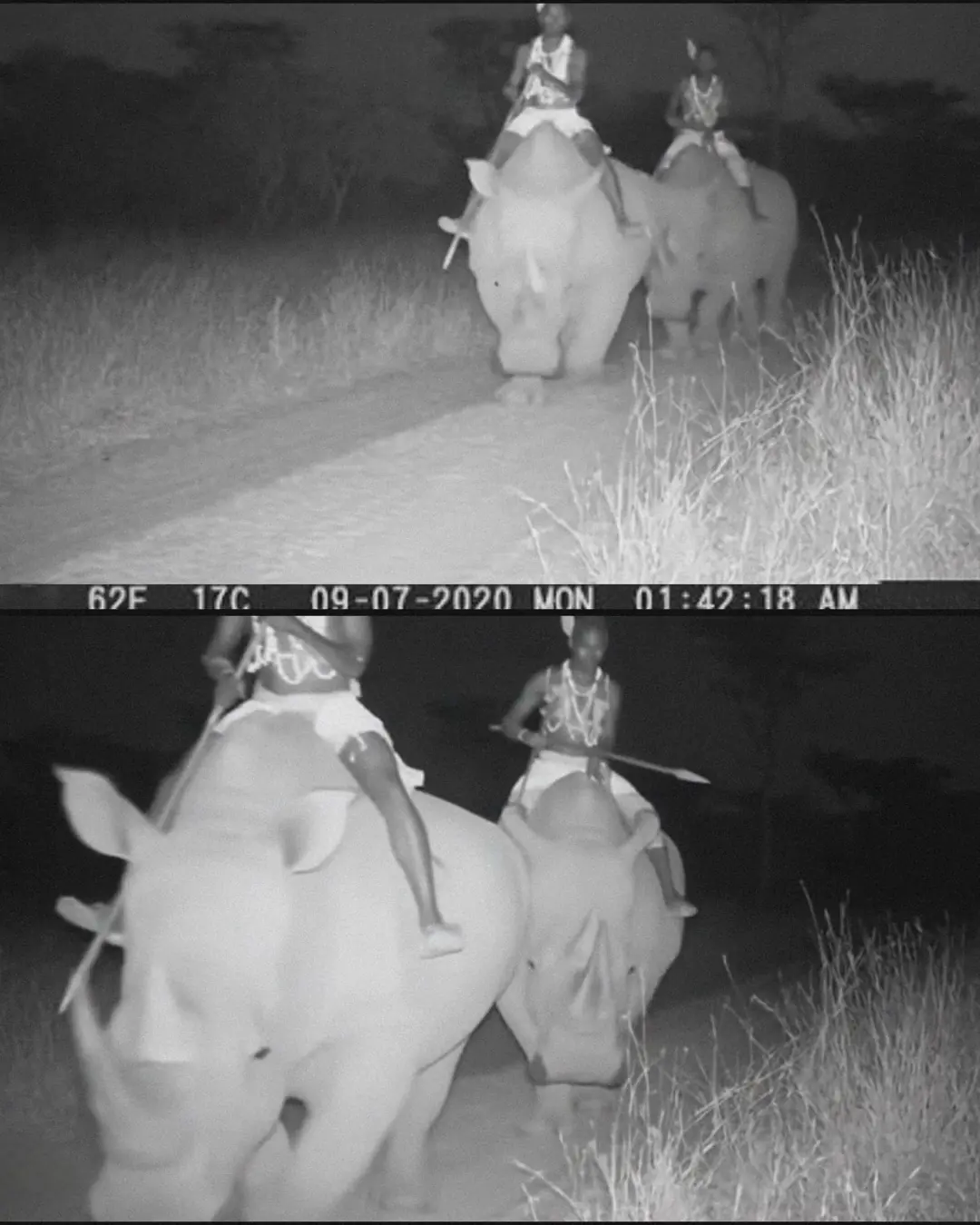 The Riders of the Rhino: A Living Legend Emerges from the Wild