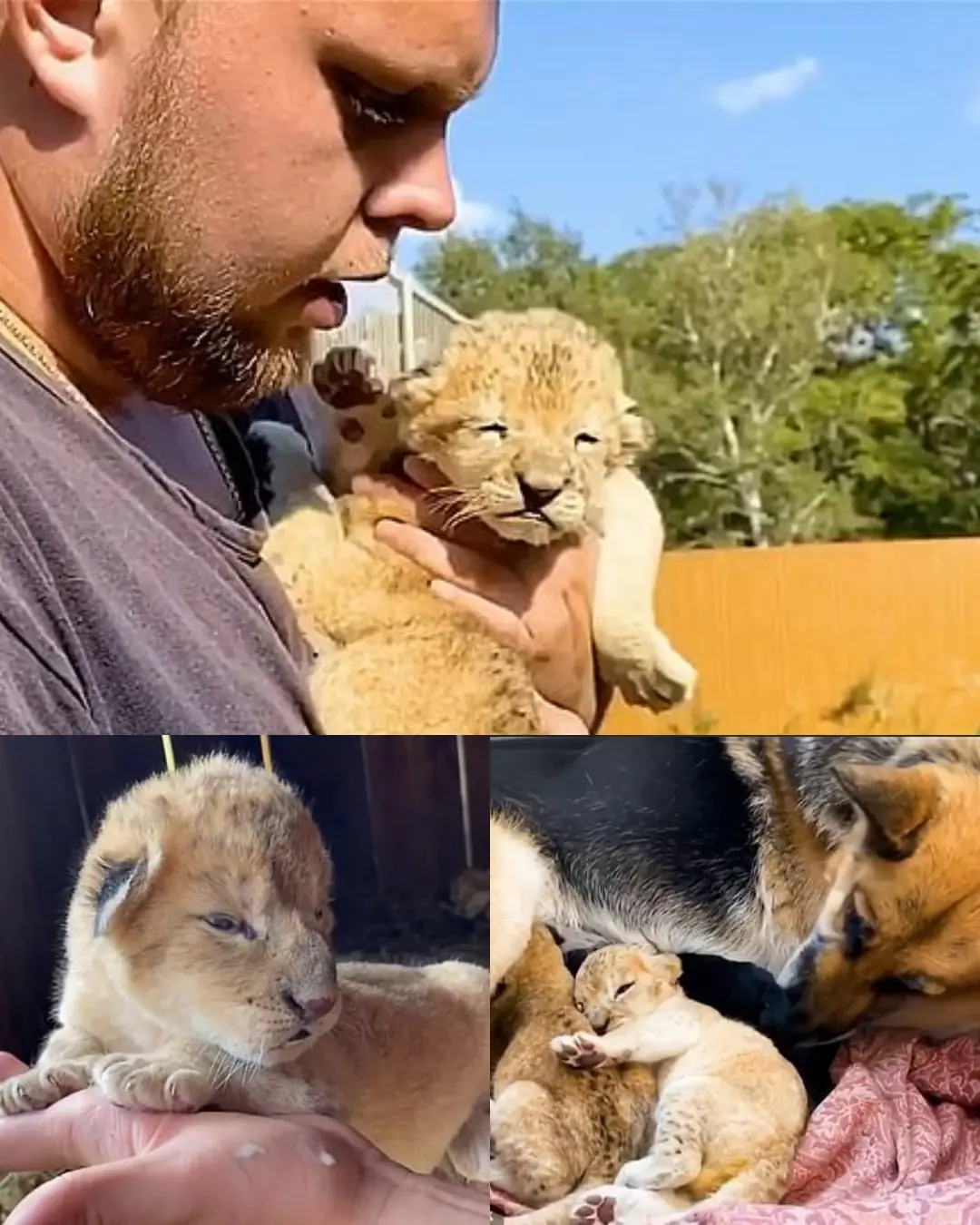The Lioness Who Couldn’t and the Dog Who Did: A Story of Unexpected Motherhood