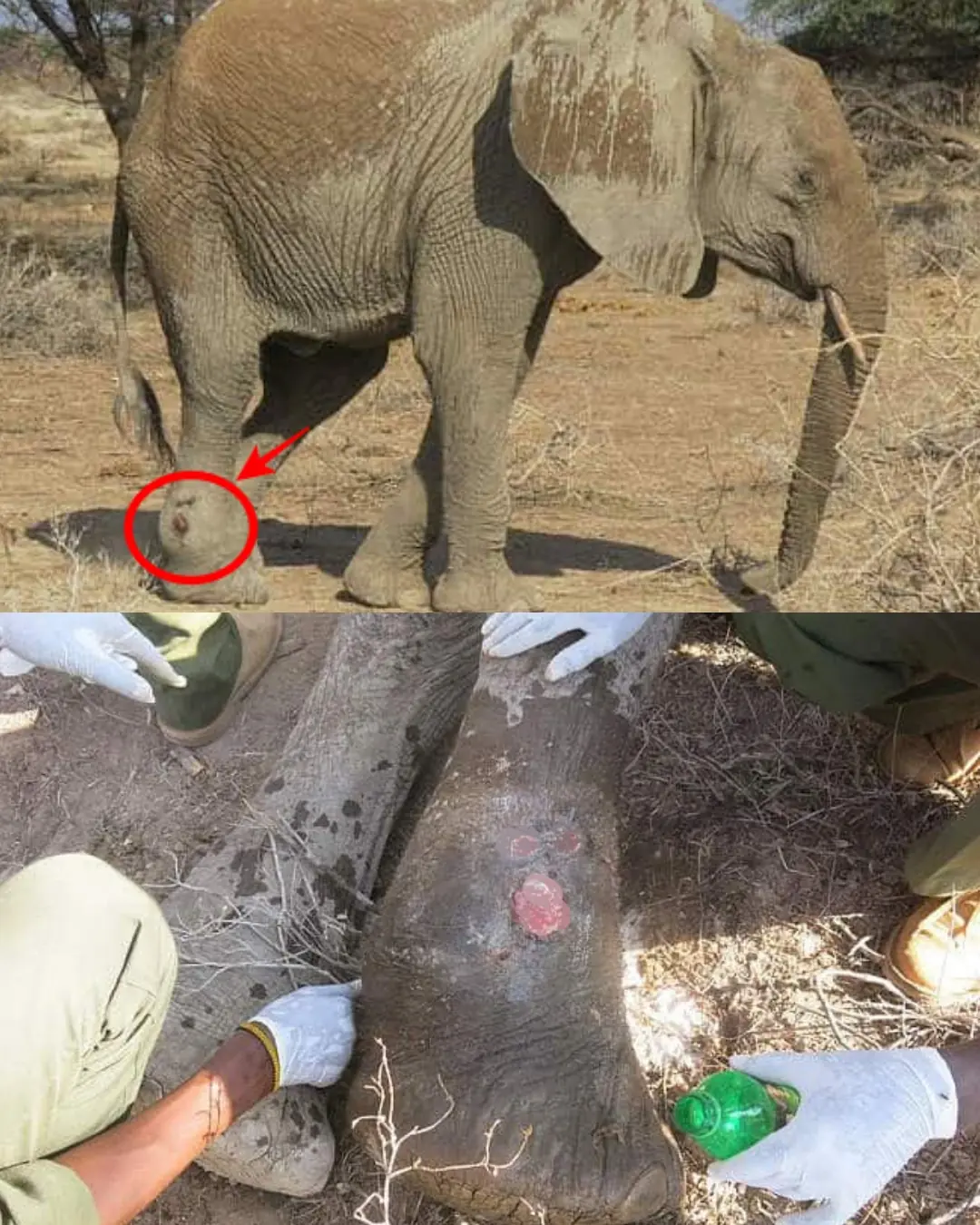 A Limping Giant’s Second Chance: The Young Elephant Who Refused to Fall.