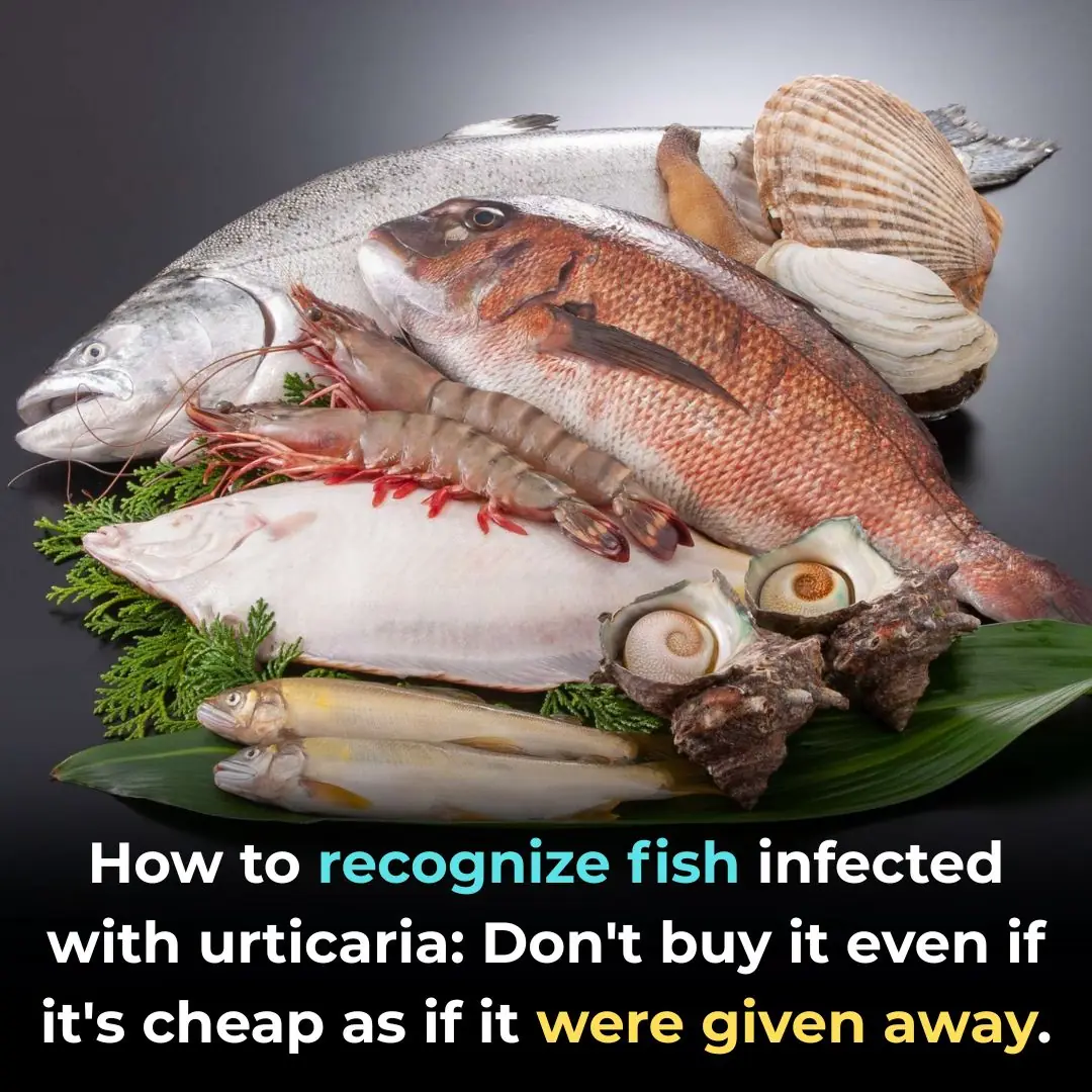 How to recognize fish infected with urticaria: Don't buy it even if it's cheap as if it were given away.