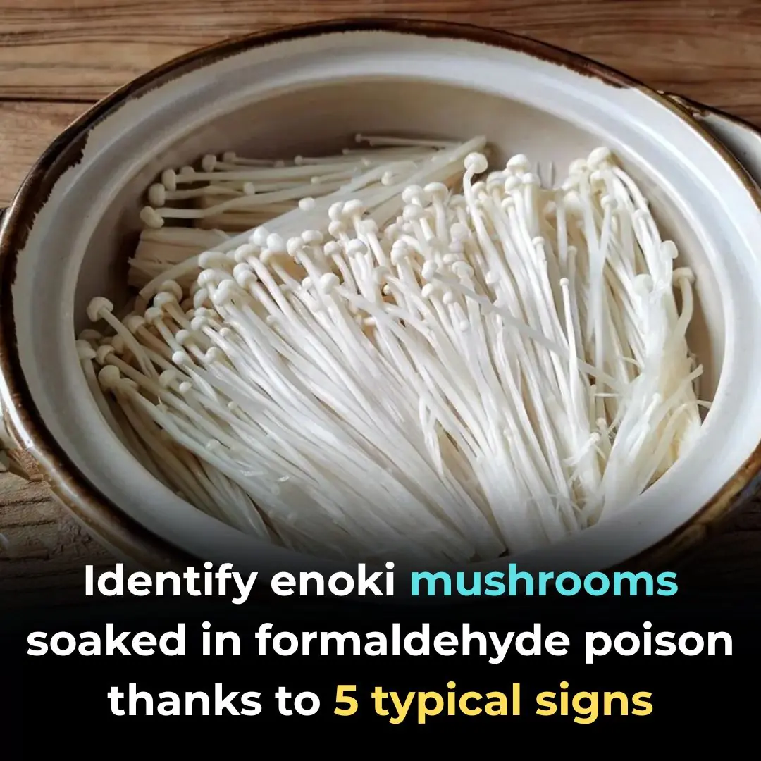 Identify enoki mushrooms soaked in formaldehyde poison thanks to 5 typical signs