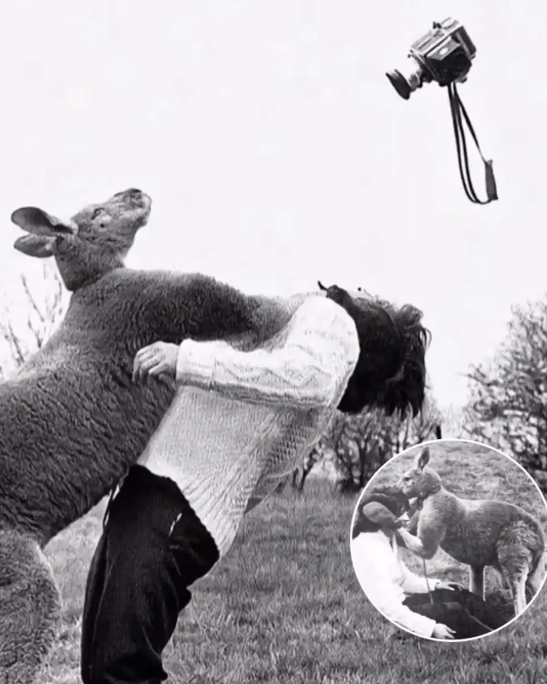 The Punch That Turned into a Paw: A Photographer’s Unlikely Moment with a Kangaroo