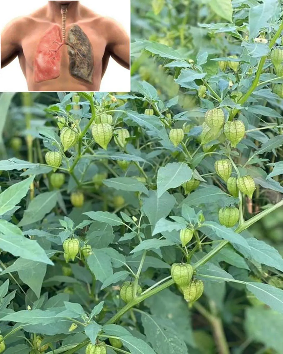 Goldenberries (Physalis peruviana): A Nutrient-Packed Powerhouse for Health and Vision