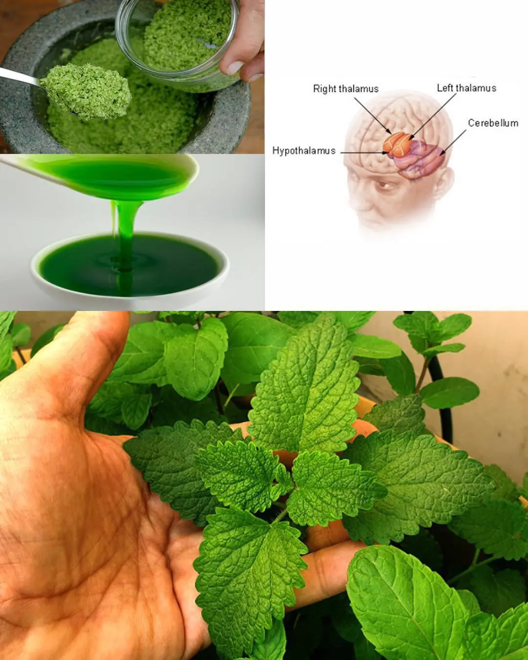 Mint: The Miracle Herb for Health, Healing, and Refreshment