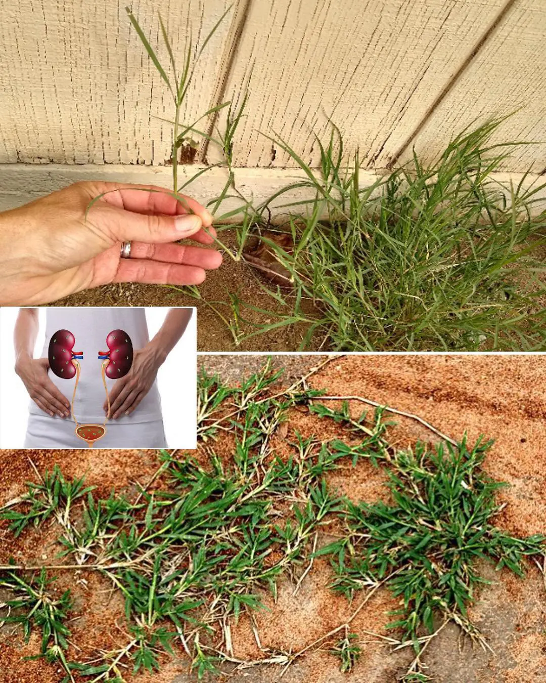 Cynodon dactylon (Bermuda Grass): Benefits and Uses