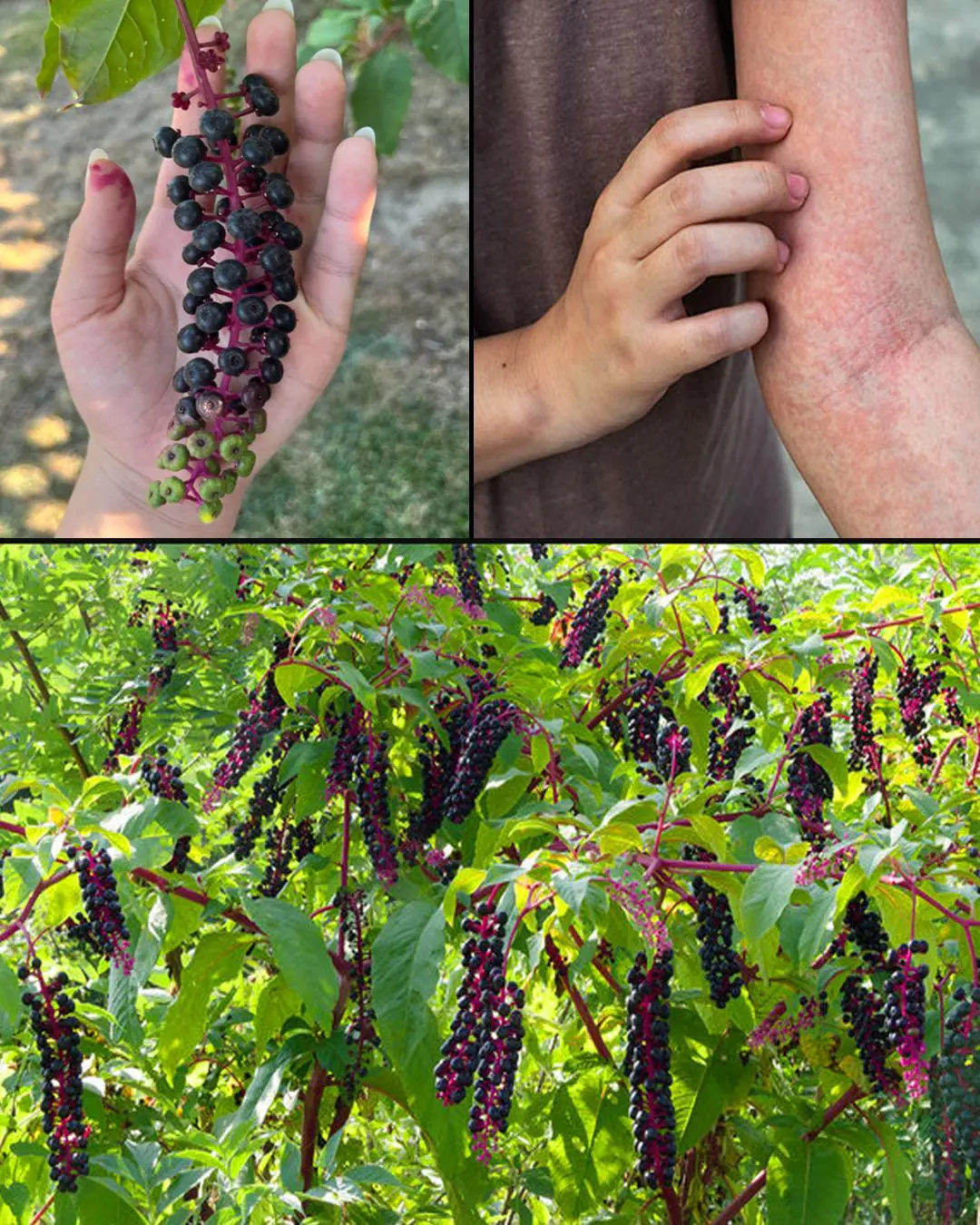 Pokeweed: The Attractive but Highly Toxic Plant Growing in Your Backyard