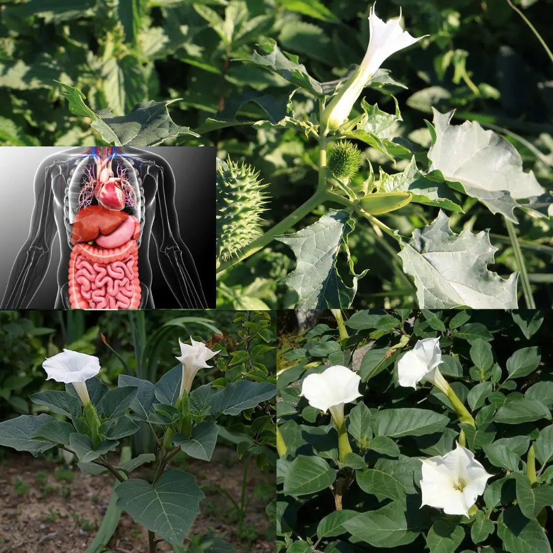The Datura Genus: Why You Should Keep Your Distance from These Toxic Plants