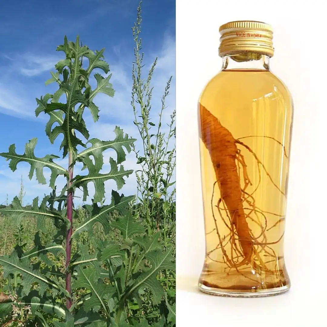 Wild Lettuce Root – Benefits, Uses, and Natural Pain Relief Properties