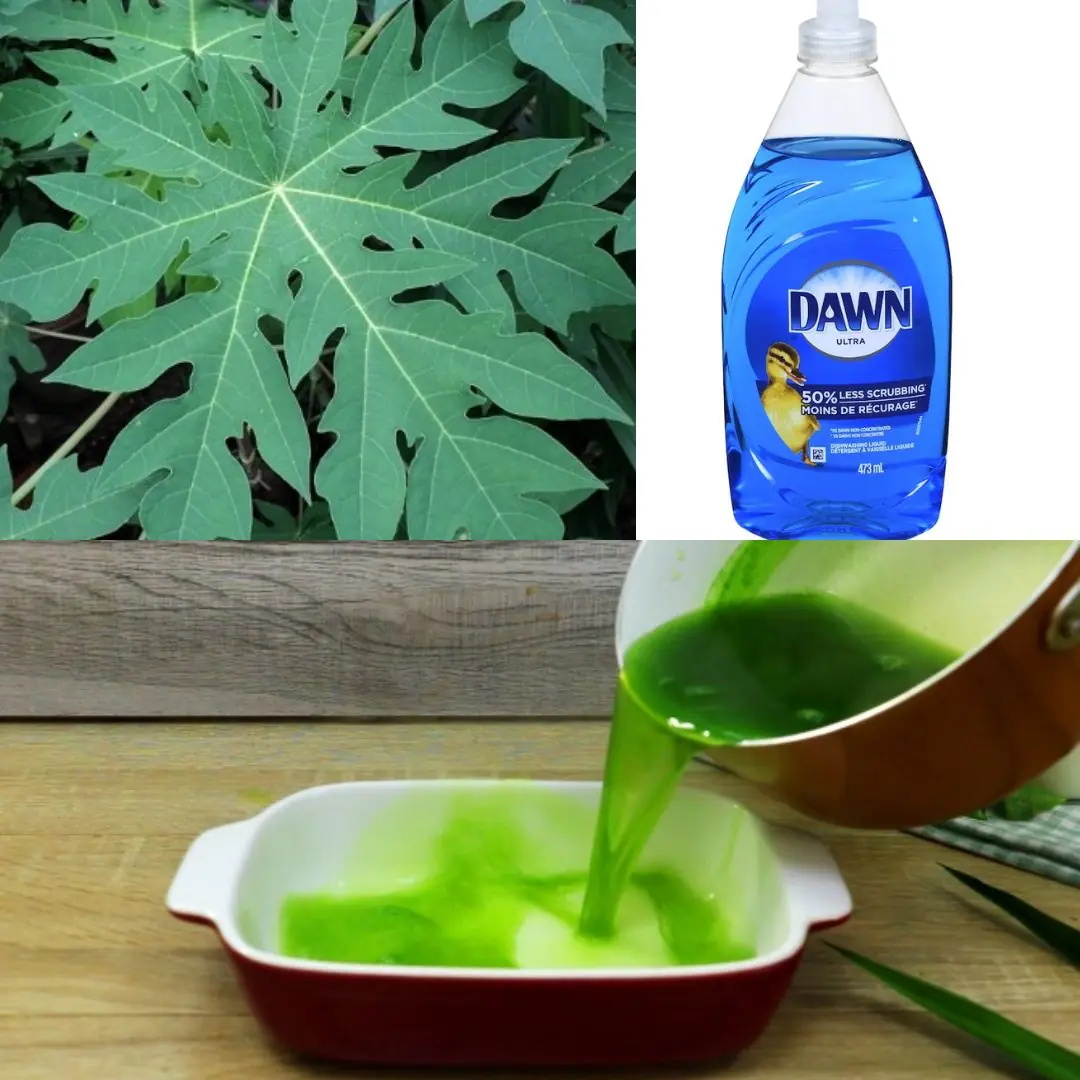 Turn Papaya Leaves Into a Powerful Homemade Detergent