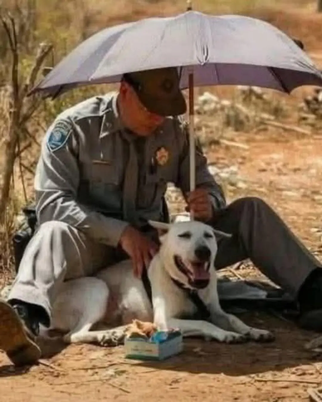 Tennessee Trooper Stops Traffic to Save a Dying Dog