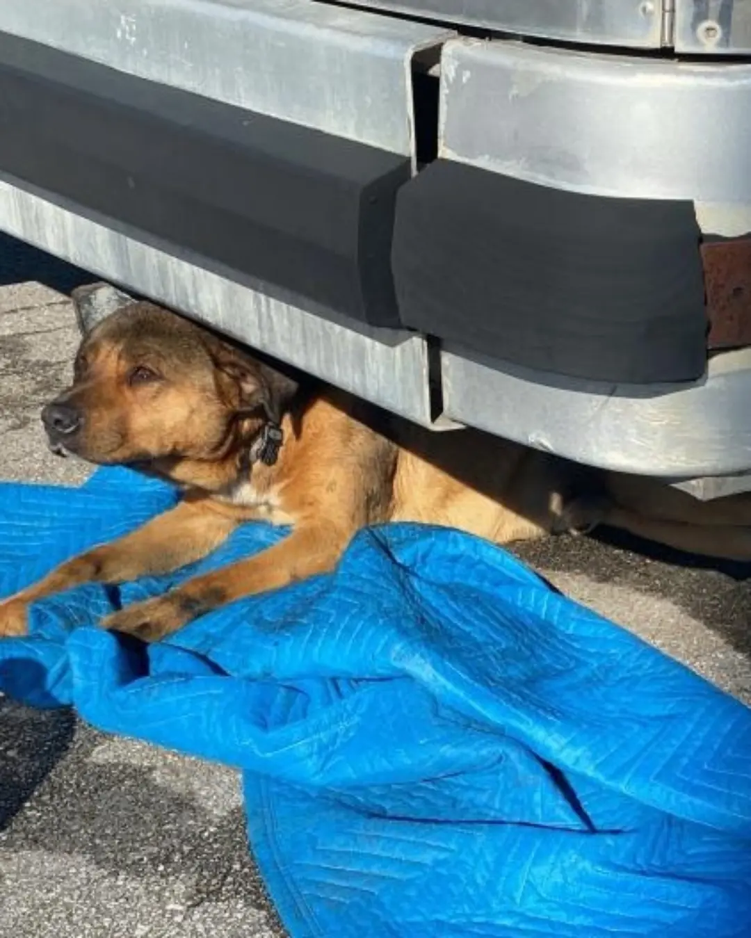 From Tragedy to Triumph: Paralyzed Dog Ward Takes His First Steps Toward Recovery