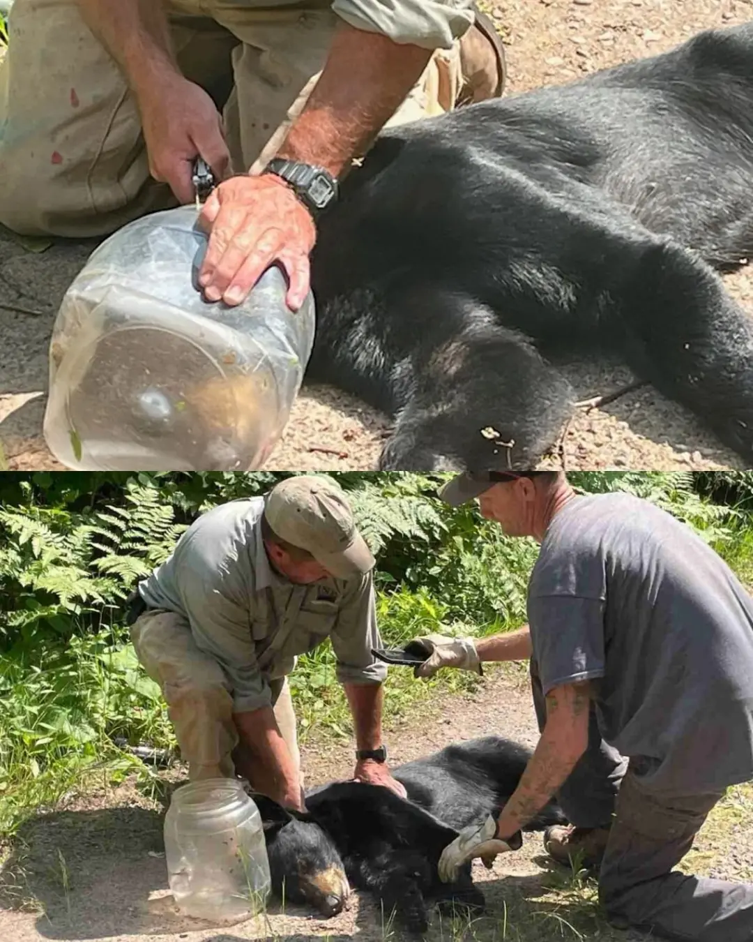 Wisconsin Black Bear Freed After Eight-Day Struggle with Plastic Jar on Her Head