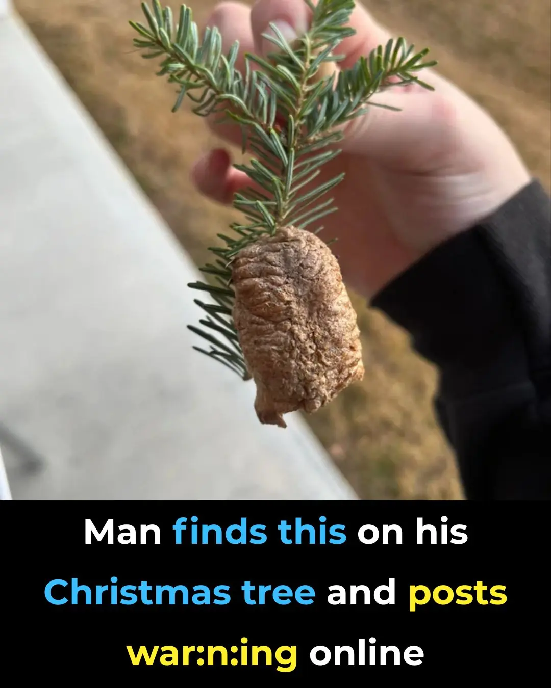 Unbelievable Discovery: Praying Mantis Eggs Found in Christmas Tree