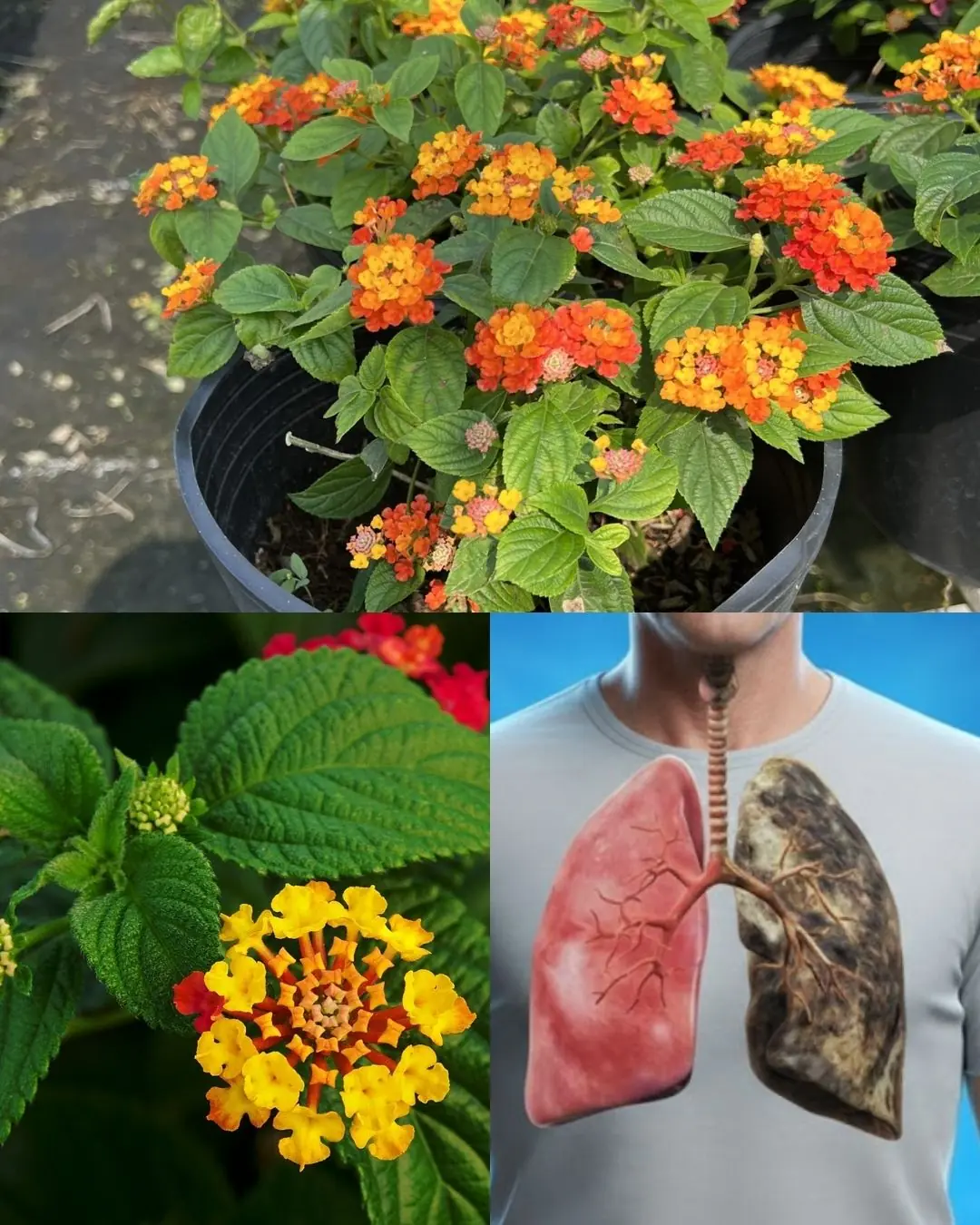 The Hidden Power of Common Lantana (Lantana camara): What You Can Safely Do with It at Home