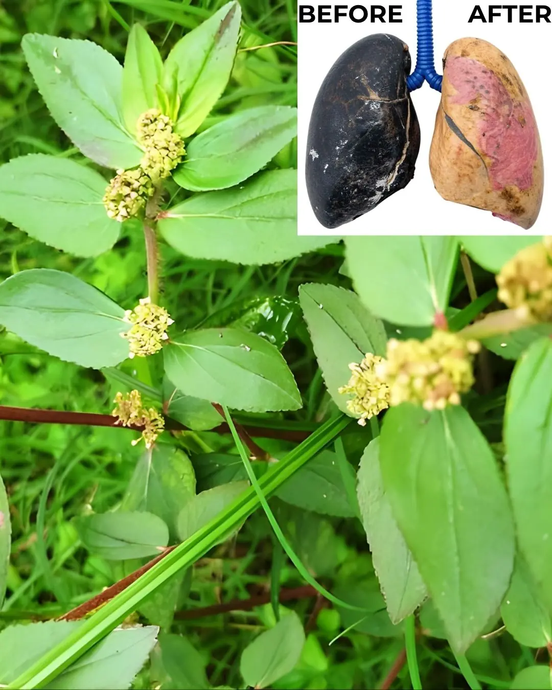 Euphorbia Hirta: 30 Benefits and How to Use It Safely