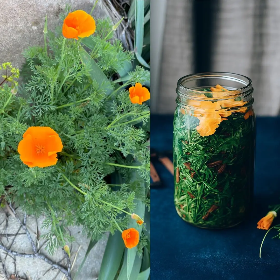 California Poppy: Nature’s Gentle Remedy for Relaxation and More