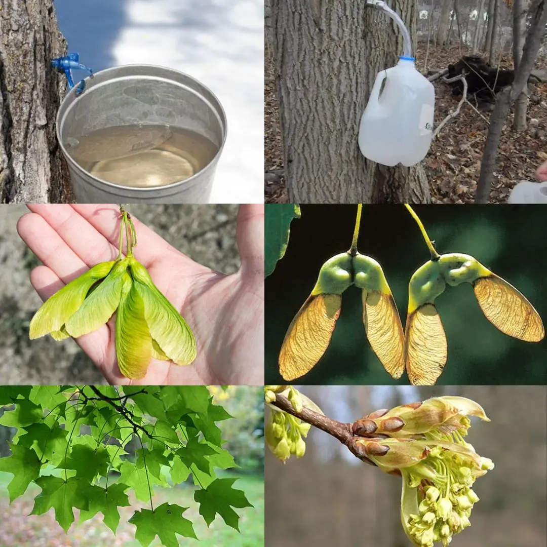 Maple Trees from Root to Crown: A Complete Guide to Every Edible Part