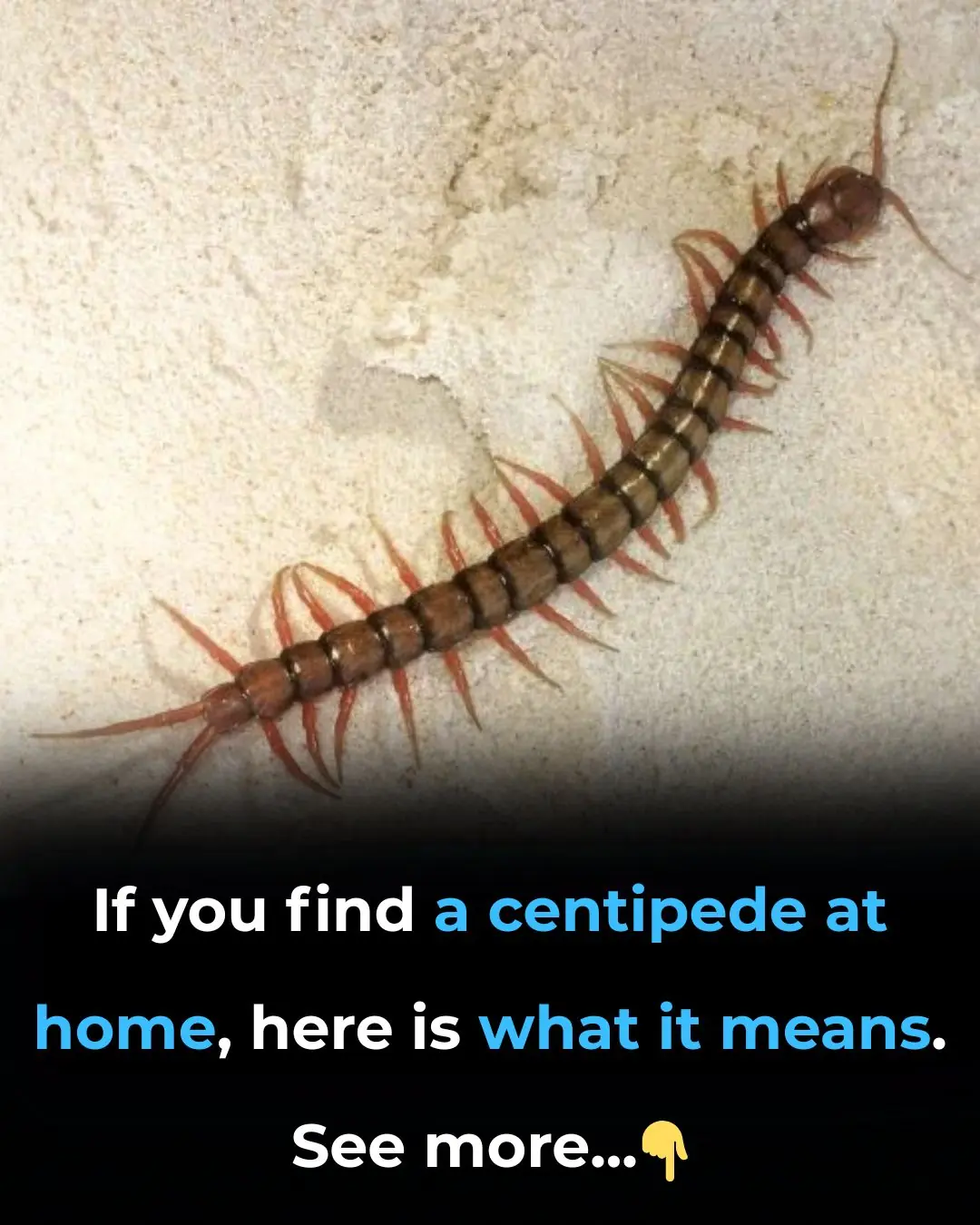 If you find a centipede at home, here is what it means...