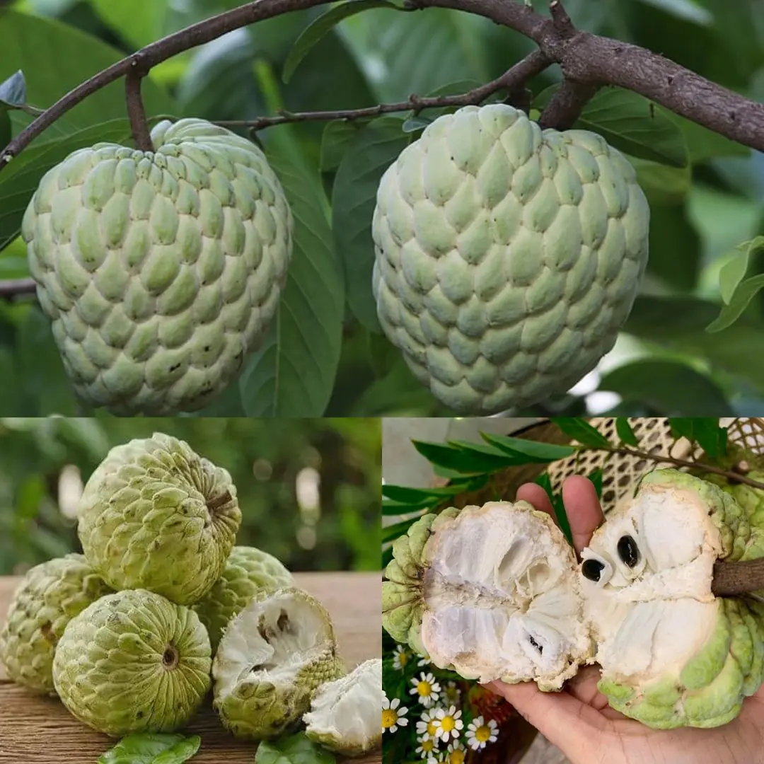 Sugar Apple (Annona squamosa): A Sweet Fruit with Powerful Health Benefits