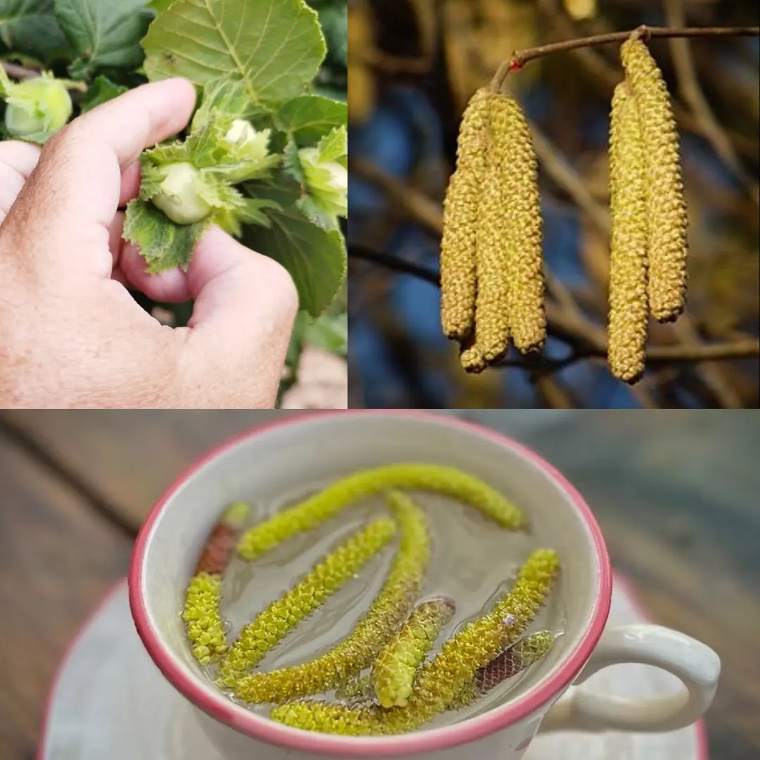 The Wonderful Hazel Tree (Corylus avellana): Nutrition, Healing, and Traditional Uses of Every Part