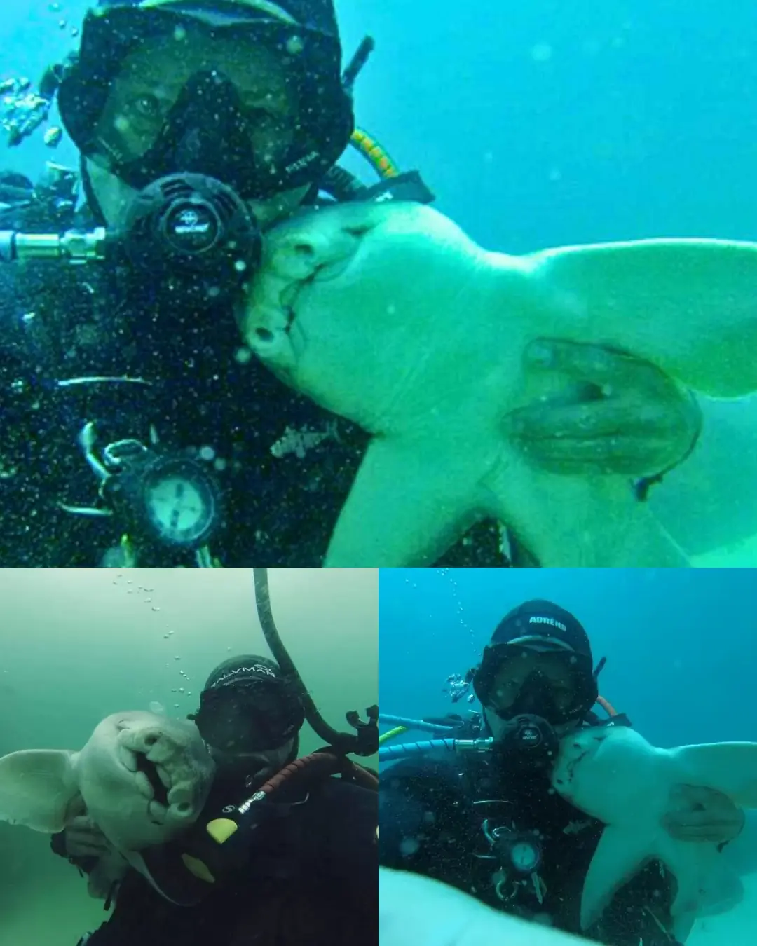 The Diver and His Shark: A Friendship Beneath the Waves