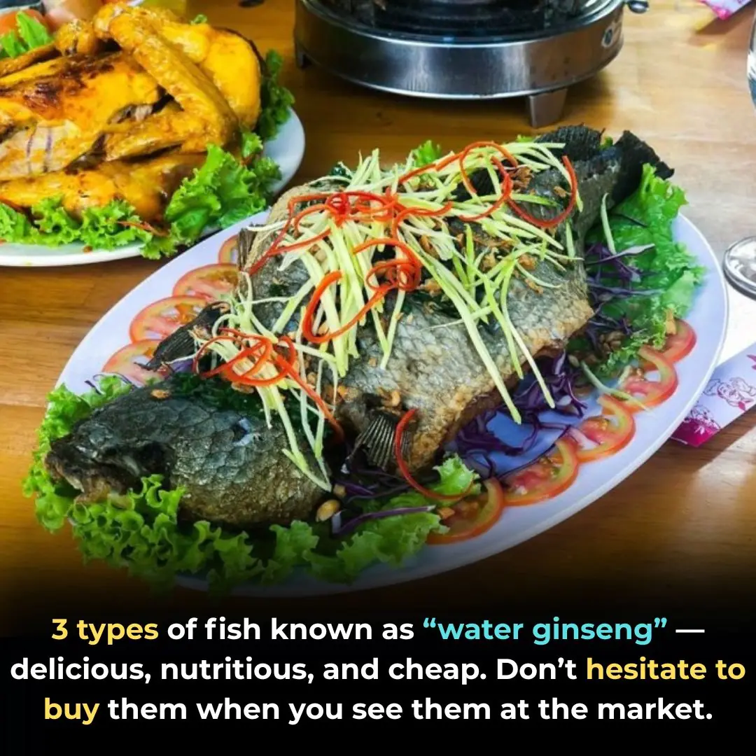 3 Fish Hailed as “Underwater Ginseng”: Delicious – Nutritious – Affordable — See Them at the Market? Don’t Hesitate to Buy