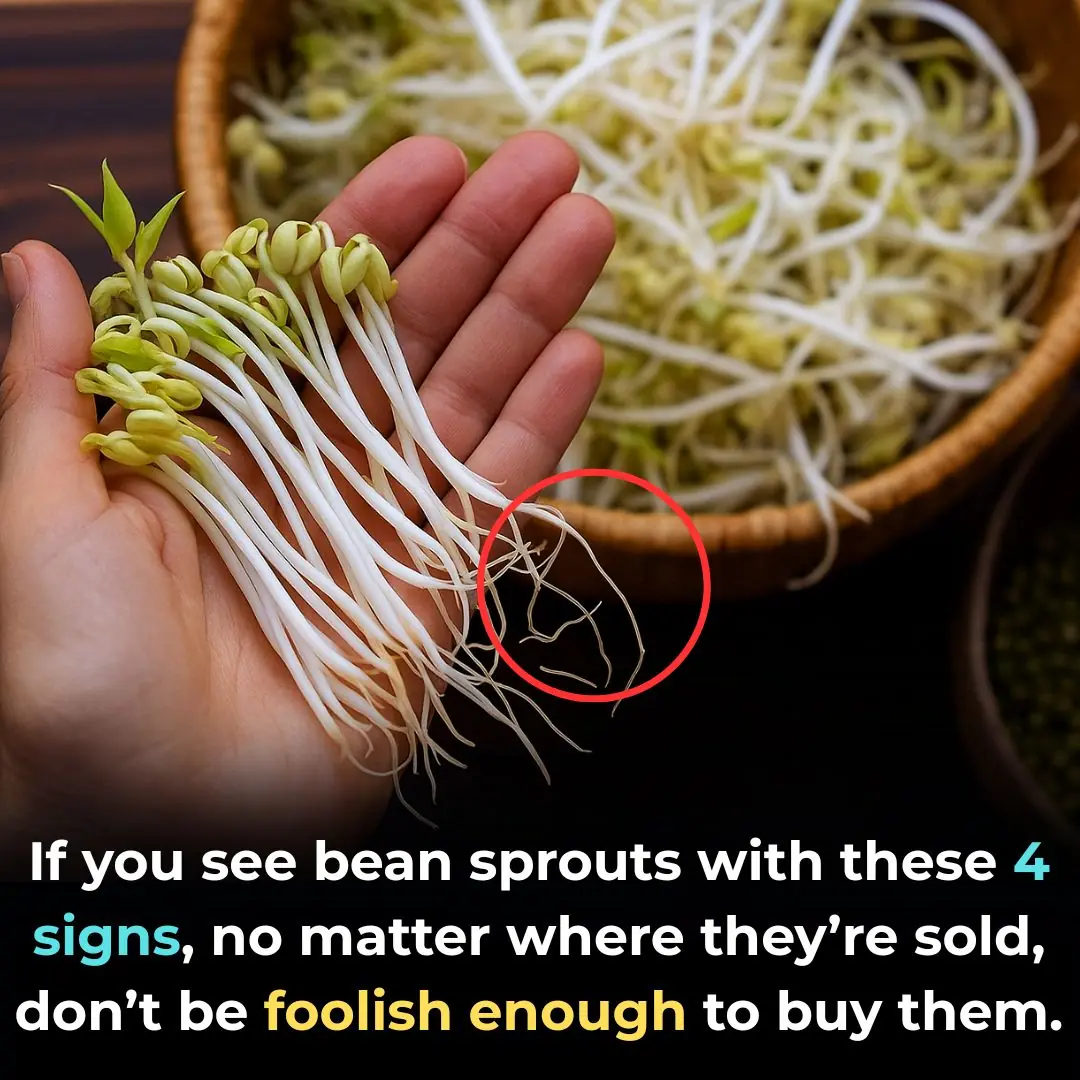 If You See These 4 Signs in Bean Sprouts, Don’t Bring Them Home — No Matter How Cheap!