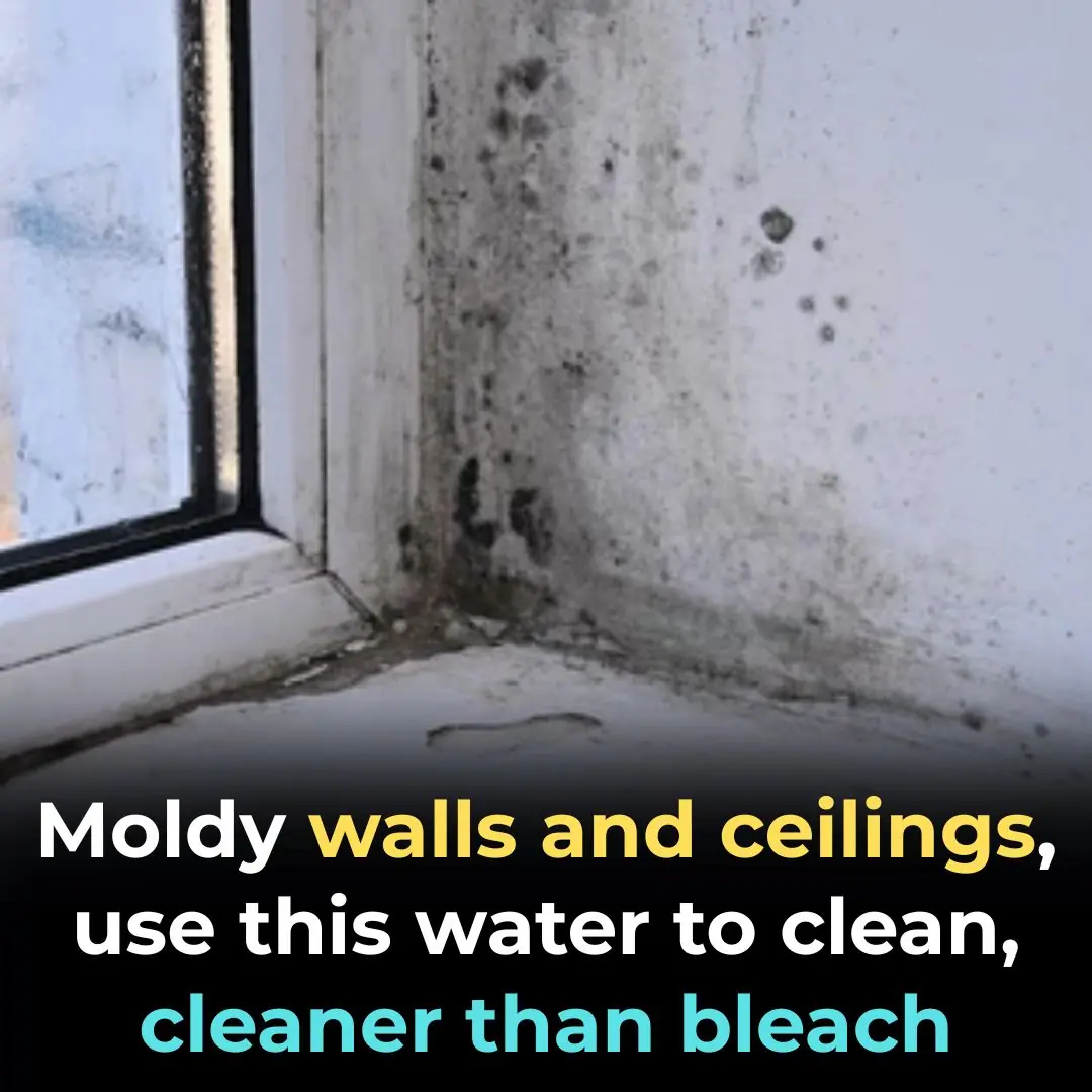 Moldy walls and ceilings, use this water to clean, cleaner than bleach