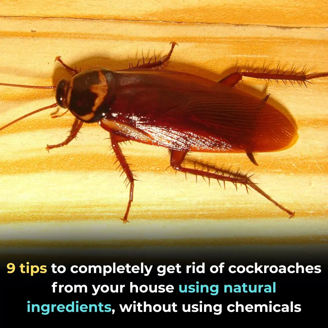9 tips to completely get rid of cockroaches from your house using natural ingredients, without using chemicals