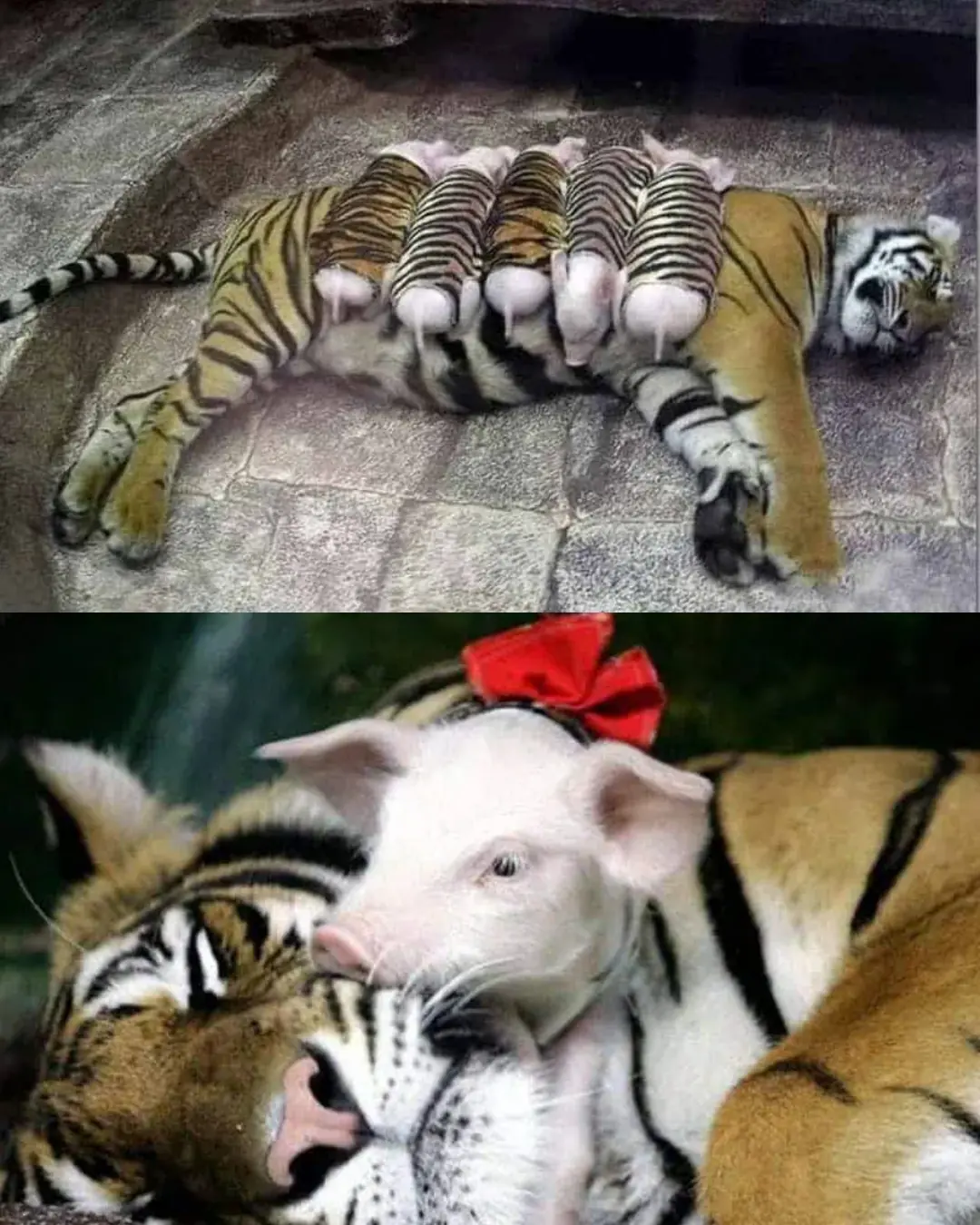 A Mother’s Heart in the Wild: The Tiger Who Chose Love Over Instinct.