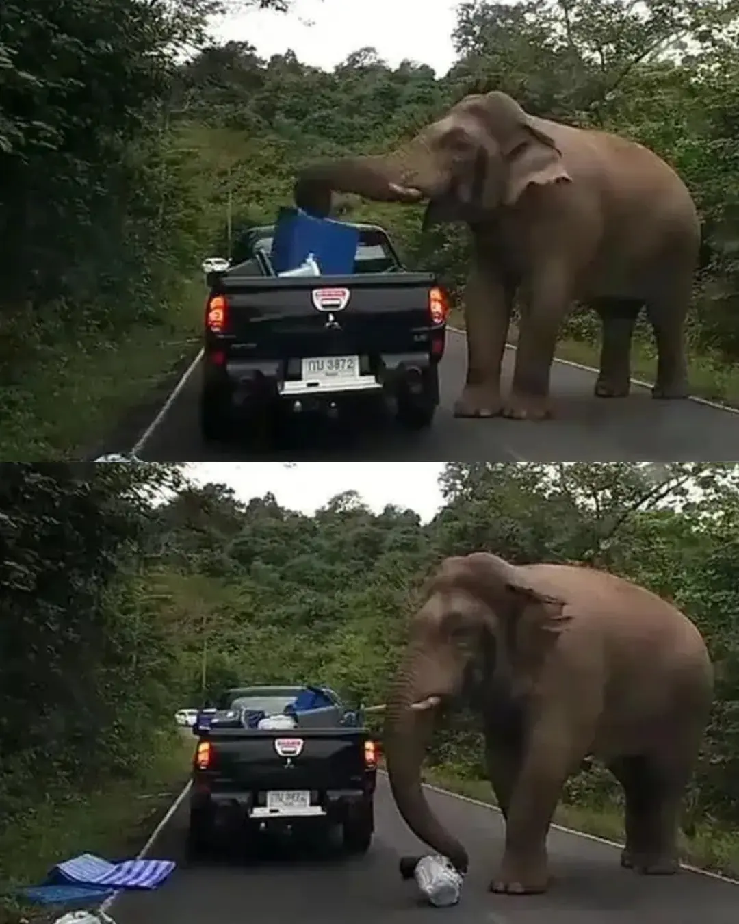 The Hungry Giant of Khao Yai.
