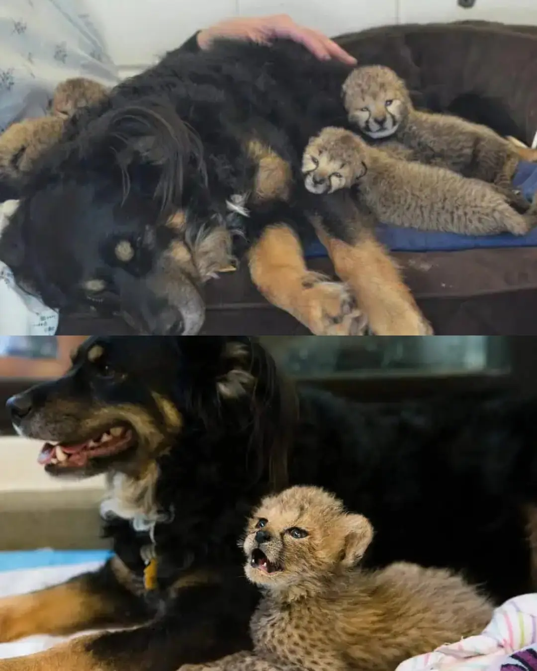 Blakely, the Dog Who Became a Father to Cheetahs.