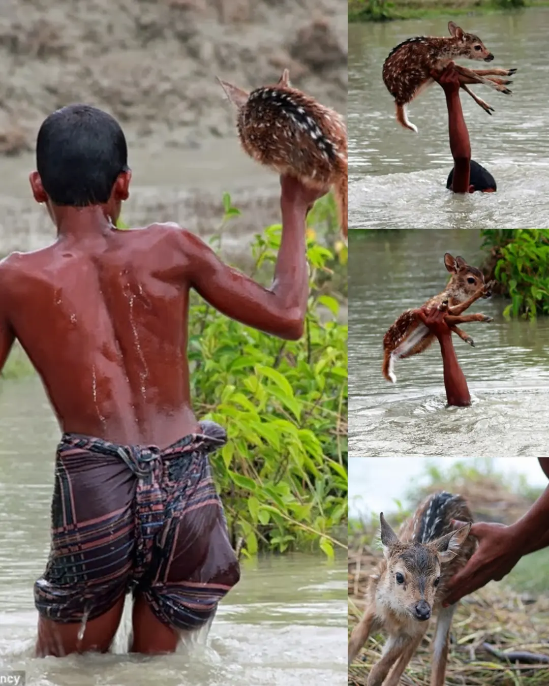 A Heroic Act of Compassion: Boyâs Daring Rescue of a Baby Deer Amid Floods in Bangladesh