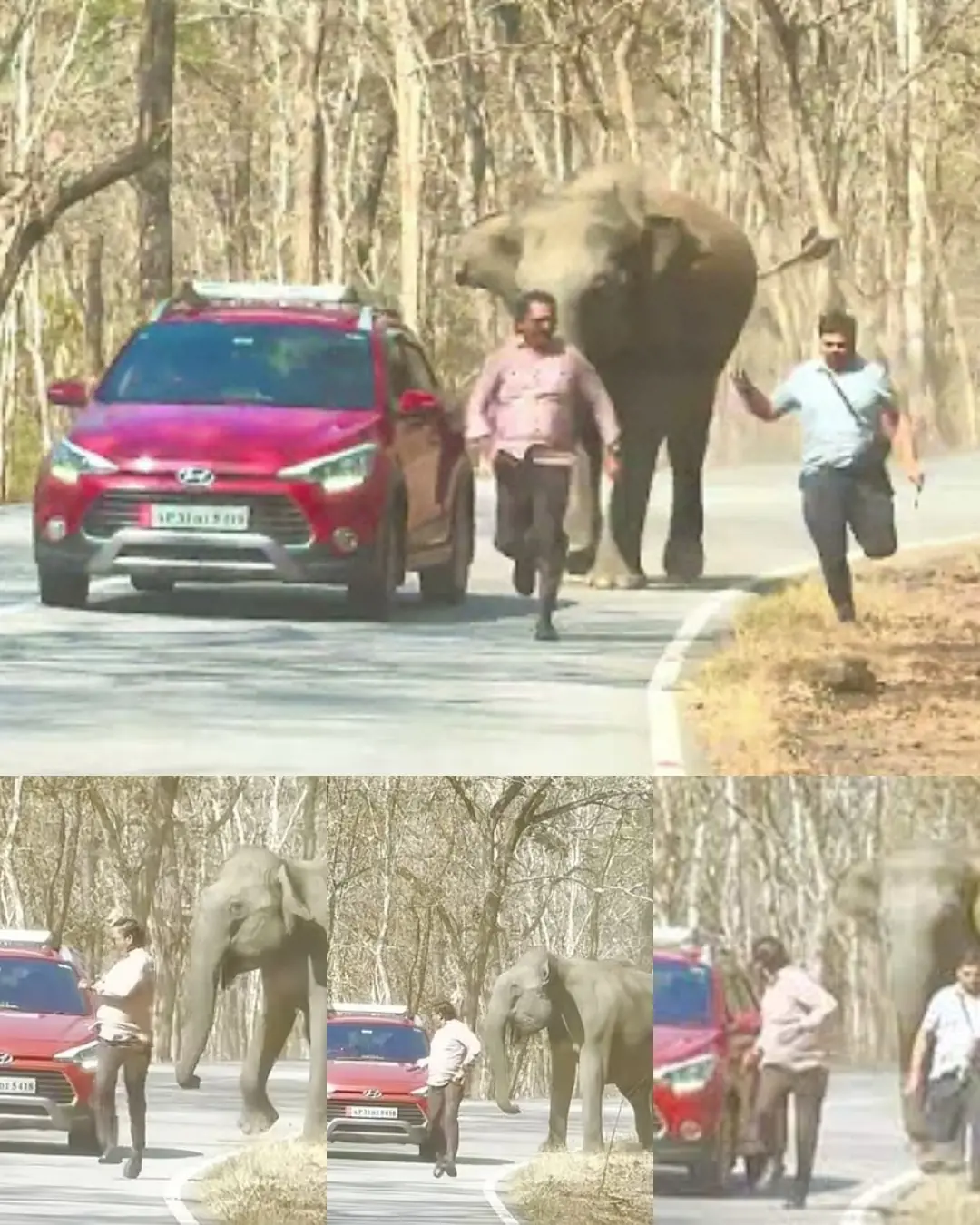 Wild Elephant Chases Tourists in Bandipur Forest: One Injured in Close Call
