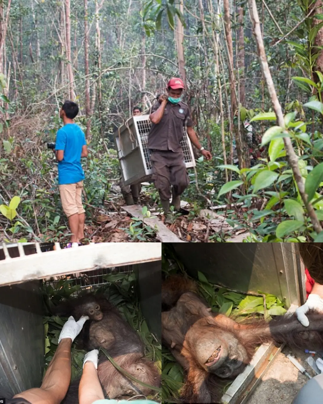 A Heartbreaking Rescue: The Struggle of Orangutans Amidst Indonesia's Wildfires