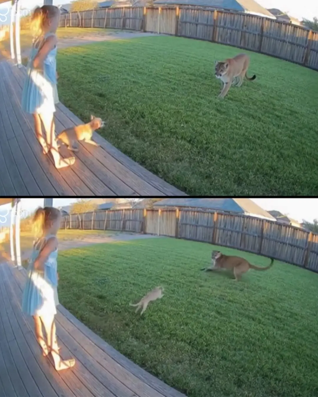 Tiny Hero, Big Heart: The Chihuahua Who Stared Down a Mountain Lion in Colorado