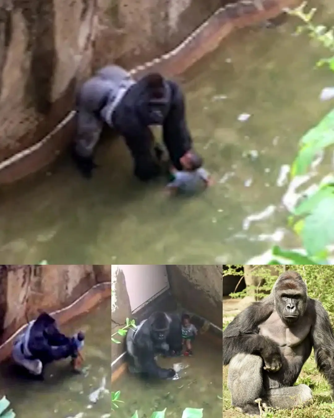 Tragic Incident at Cincinnati Zoo: A Gorilla’s Life Lost in Effort to Save a Child