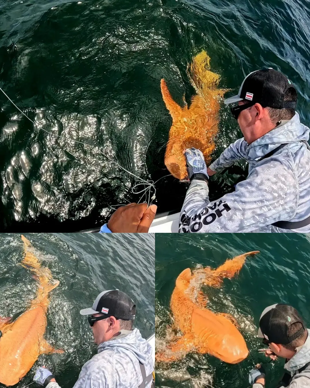 A Rare Sight: Bright Orange Nurse Shark Makes Scientific History in the Caribbean