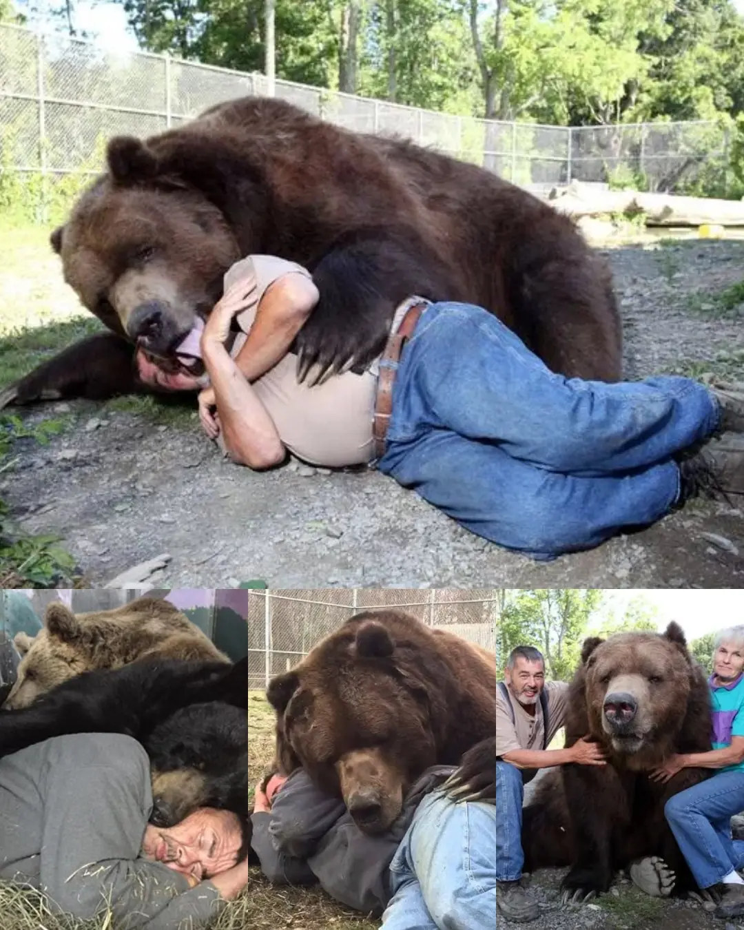 Jimmy the Bear: A Story of Love, Care, and Compassion