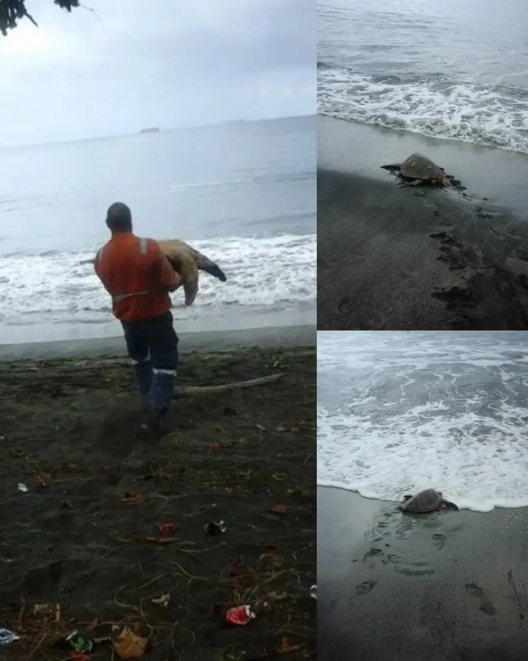 A Simple Act of Kindness: Man Rescues Turtles from the Dinner Plate