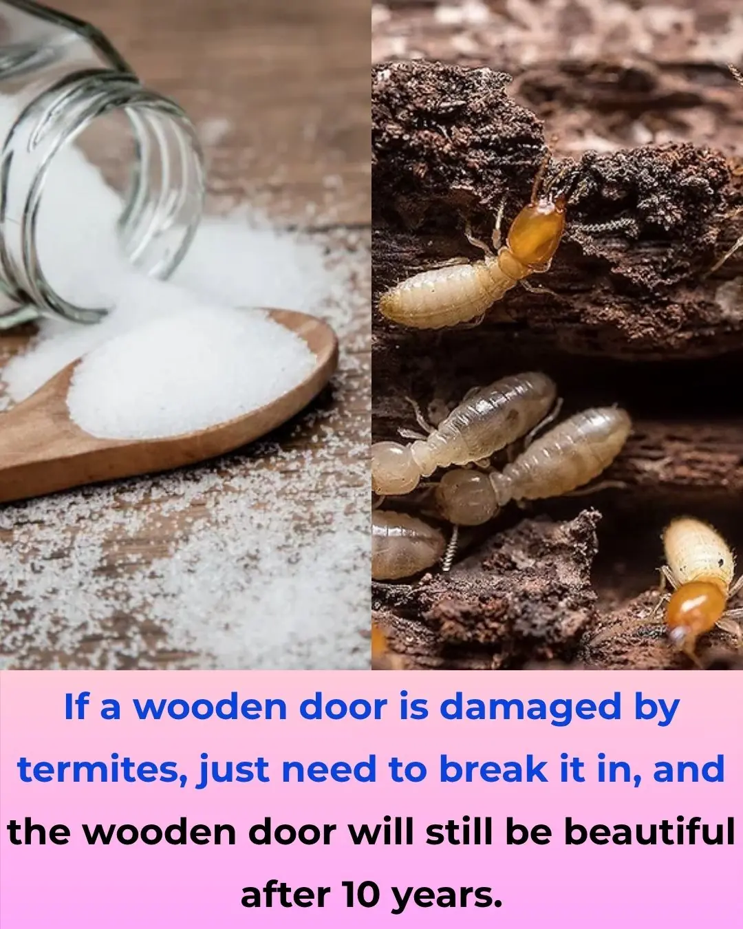How to Get Rid of Termites That Bore Into Wooden Doors — Protect Your 10-Year-Old Furniture and Keep It Beautiful