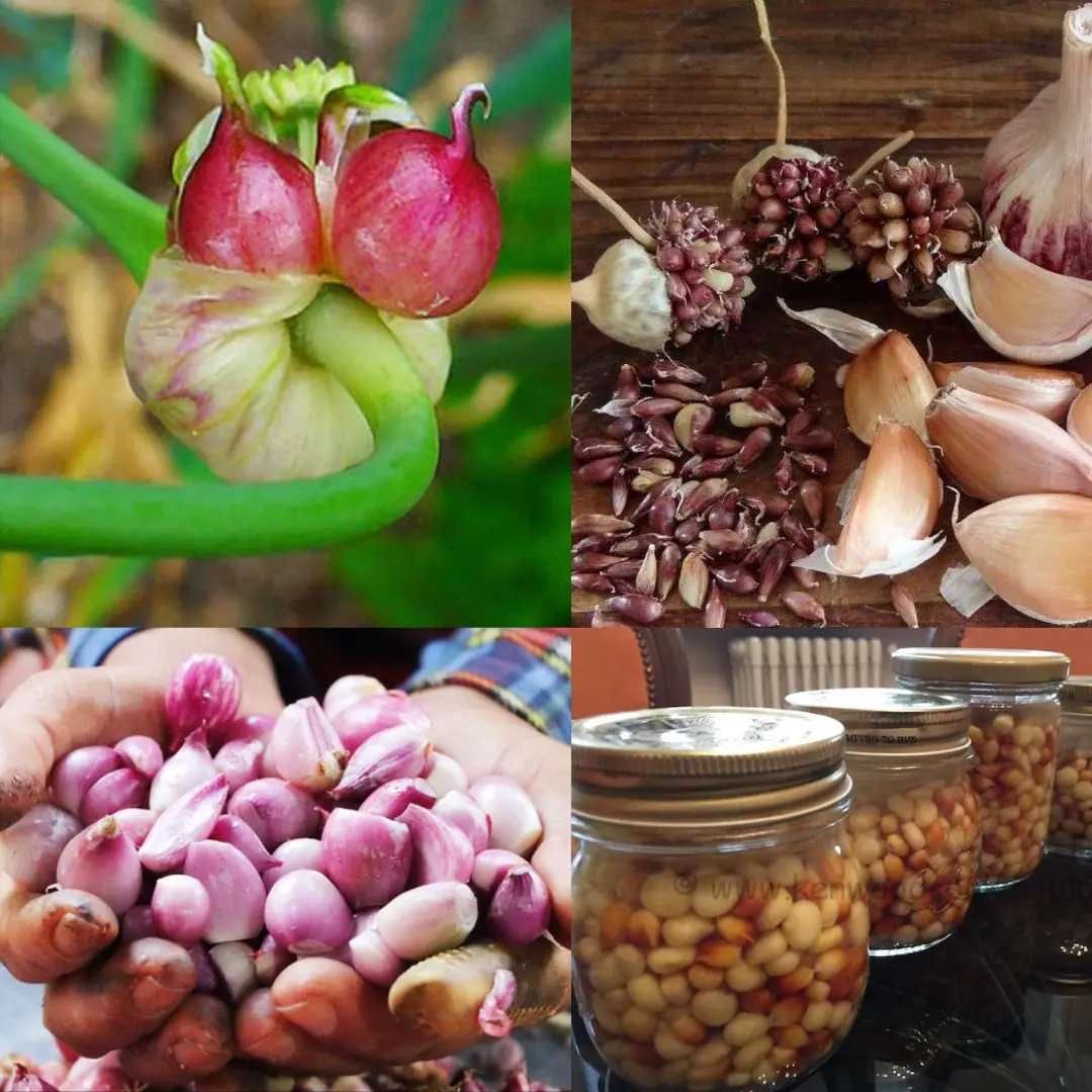 The Hidden Power of Garlic Bulbils: Nature’s Tiny Healing Pearls