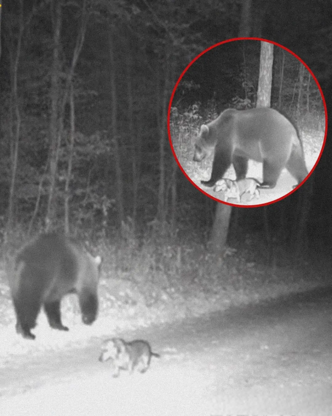 The Wiener Dog and the Bear: A Friendship Lost and Found in the Mountains