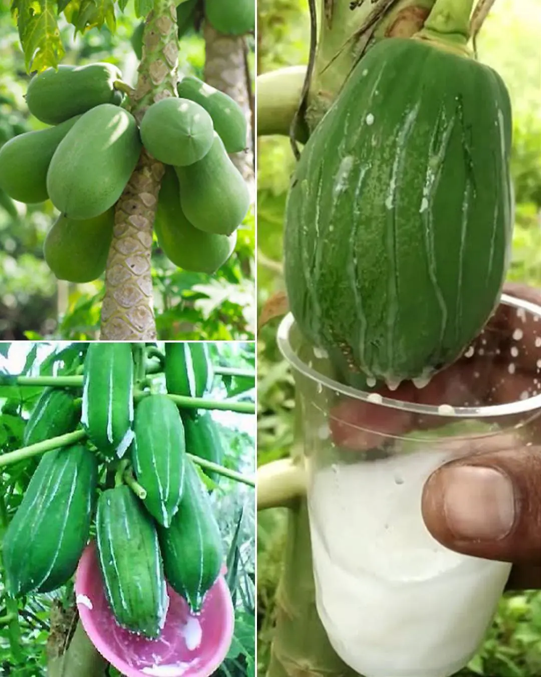 Papaya releases a milky sap, but most people don’t realize how important it is