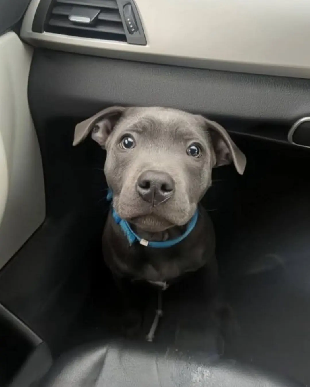 From Fear to Home: A Shelter Dog’s Journey to Love