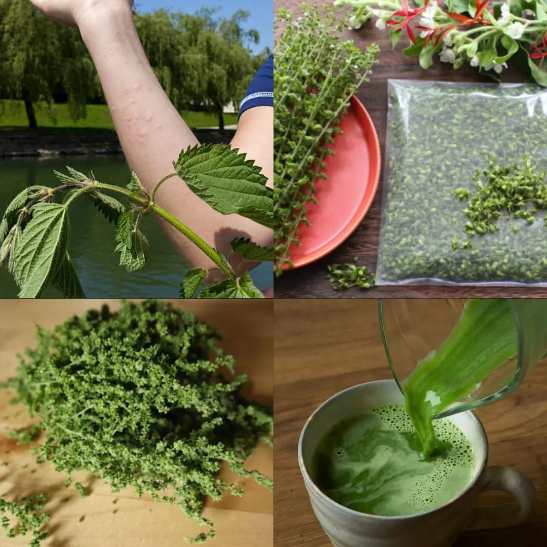 The Power of Urtica dioica: Natural Relief for Joint Pain, Arthritis, and Inflammation