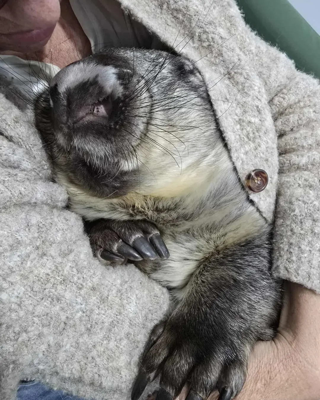 A Heartbreaking Goodbye: Remembering Beeper’s Final Journey