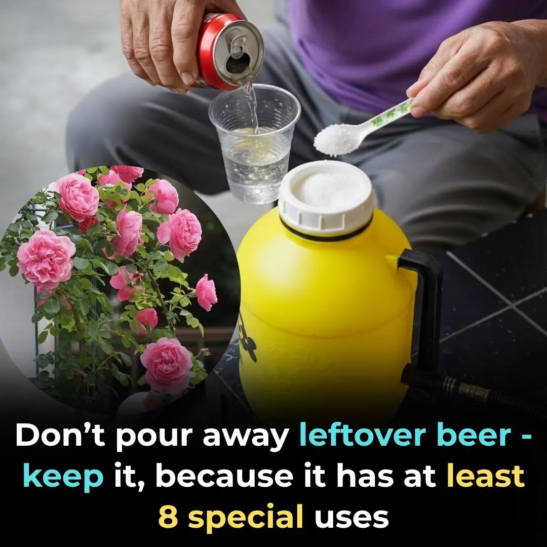 8 Surprising Things You Can Do With Leftover or Expired Beer — You’ll Never Throw It Away Again!